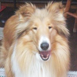 Dreamy - Collie