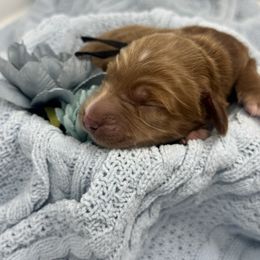 Cannoli - Black - Red male Australian Labradoodle puppy in Citrus Heights, California from Elite Blend Labradoodles