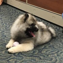 Keeshond Puppies from Geatland Keeshonden