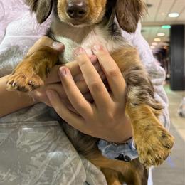 Phoenix - Chocolate and tan female Dachshund puppy in Hudson, Michigan from Mittentail Kennel Miniature Dachshunds & Australian Shepherds