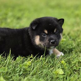 Black and tan boy - Black and tan male Shiba Inu puppy in Middlefield, Ohio from Muddy Rock Farm