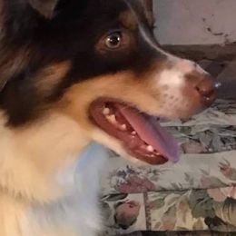 Toy Australian Shepherds from Raggededge Toy Australian Shepherds
