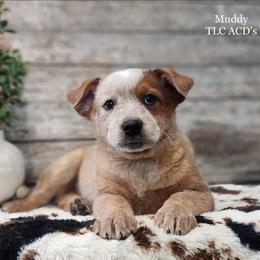 Muddy - Red mottled male Australian Cattle Dog puppy in Chillicothe, Missouri from TLC Cattle dogs