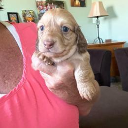 Shaded Cream - Cream female Dachshund puppy in Swanton, Ohio from Mighty But Mini Dachshunds