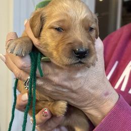 Blue, Aqua, Grey, Green - Dark golden male Golden Retriever puppy in Yuba City, California from Family Loved Golden Retrievers