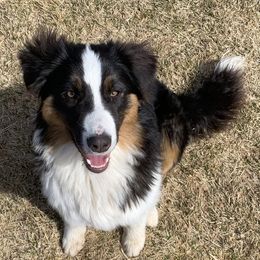 Lucy - Australian Shepherd