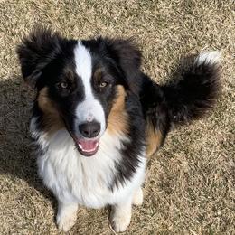 Lucy - Australian Shepherd