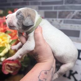 Reynolds - White male Great Dane puppy in Lehigh Acres, Florida from Florida Wrinkles