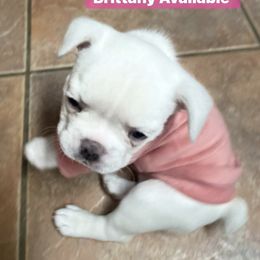 French Bulldog Puppies from Lucero's Frenchies