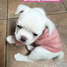 French Bulldog Puppies from Lucero's Frenchies