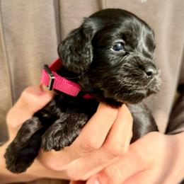 Gigi - Black female Cavapoo puppy in Manorville, New York from Melissa's East End Cavaliers