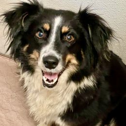 Roxie - Miniature Australian Shepherd