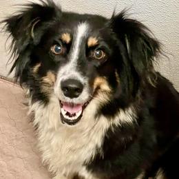 Roxie - Miniature Australian Shepherd