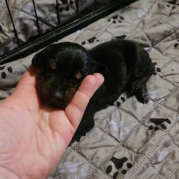 Valkyrie - Black and rust female Doberman Pinscher puppy in Mount Orab, Ohio from Heyne Kennels