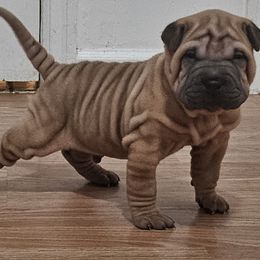 Scooby - Brown male Chinese Shar-Pei puppy in Bakersfield, California from Cashmerewrinkles