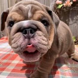 Bulldog Puppies from Bullgodz English Bulldogs