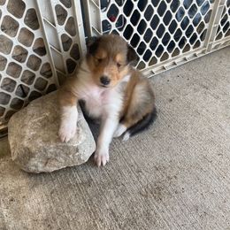 Collie Puppies from Pyman Collies