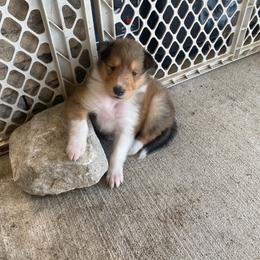 Collie Puppies from Pyman Collies