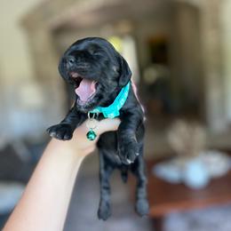 Coconut - Black female Cocker Spaniel puppy in Tucson, Arizona from Demi Marie