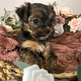 Beautiful Dark Sable Female - Gold female Yorkshire Terrier puppy in Benson, Arizona from Happy Tails Yorkies