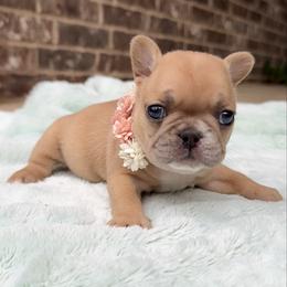 Sunny girl - Fawn and white female French Bulldog puppy in Willis, Texas from Maranda Cianceruso