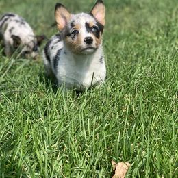 American Corgi and Pembroke Welsh Corgi Puppies from Kati Burns