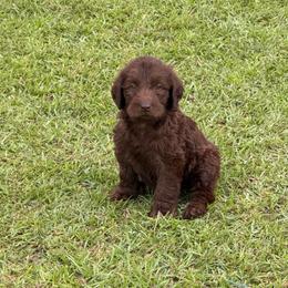 Harper - Chocolate female Labradoodle puppy in Georgetown, South Carolina from Muddy Bay Kennels