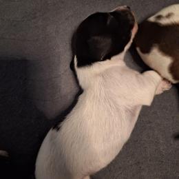 Curly - Piebald male Dachshund puppy in Gordon, Georgia from Long Dogs Yellow Farm