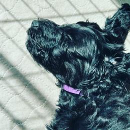 Bernedoodle Puppies from Halo BerneDo