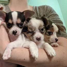 Chihuahua Puppies from Dauntless Chihuahuas