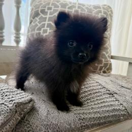 Silver - Black male Pomeranian puppy in Stroud, Oklahoma from Laik’s Little Shihtz & Poms
