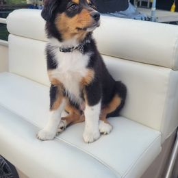 Australian Shepherd Puppies from Triple M Aussies