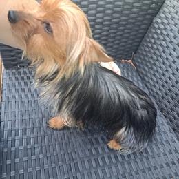 Yorkshire Terrier puppies from Lynn's Yorkshire Terriers
