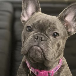 French Bulldogs from Ady's French Bulldogs