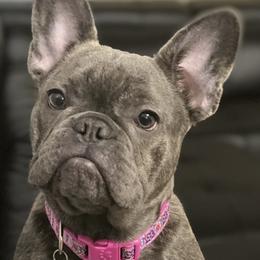 French Bulldogs from Ady's French Bulldogs