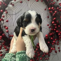 Mercury - Tri-color male Cavapoo puppy in Linden, Michigan from Maple Drive Doodles