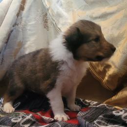 Nick - Sable male Collie puppy in Mattoon, Illinois from Gold Leaf Collies