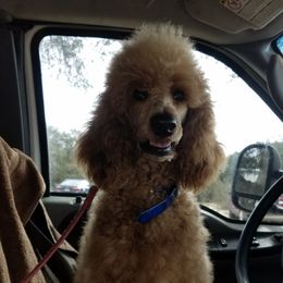 Poodles from Chrystal Lewis