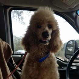 Poodles from Chrystal Lewis