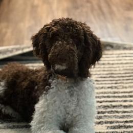 Scottie - Labradoodle