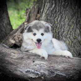 Pomsky and Siberian Husky Puppies from A-Dream Pomsky Kennel