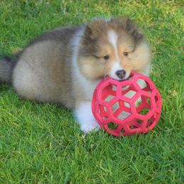 Shetland Sheepdog Puppies from Aratone