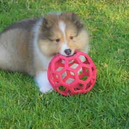 Shetland Sheepdog Puppies from Aratone