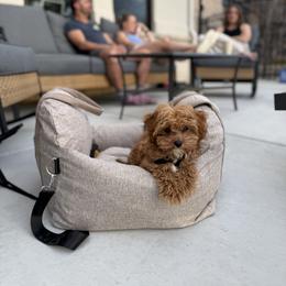 Bernedoodle, Cavapoo, Havanese, and Havapoo Puppies from Lady Paws Puppies - Cassie