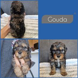 Gouda - Merle male Cockapoo puppy in Zanesville, Ohio from Southtown Doodles LLC