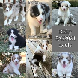 Miniature American Shepherd Puppies from Rikashay Kennels