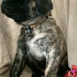Mastiff Puppies from Eagle Pond Mastiffs