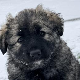 Purple girl - Gray sable female Shiloh Shepherd puppy in Indianapolis, Indiana from Echo Shilohs