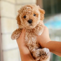 Bichon Frises and Cockapoos from The Perks of Pups
