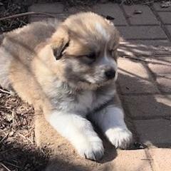 Anatolian Pyrenees Puppies from Daisy's Dog House